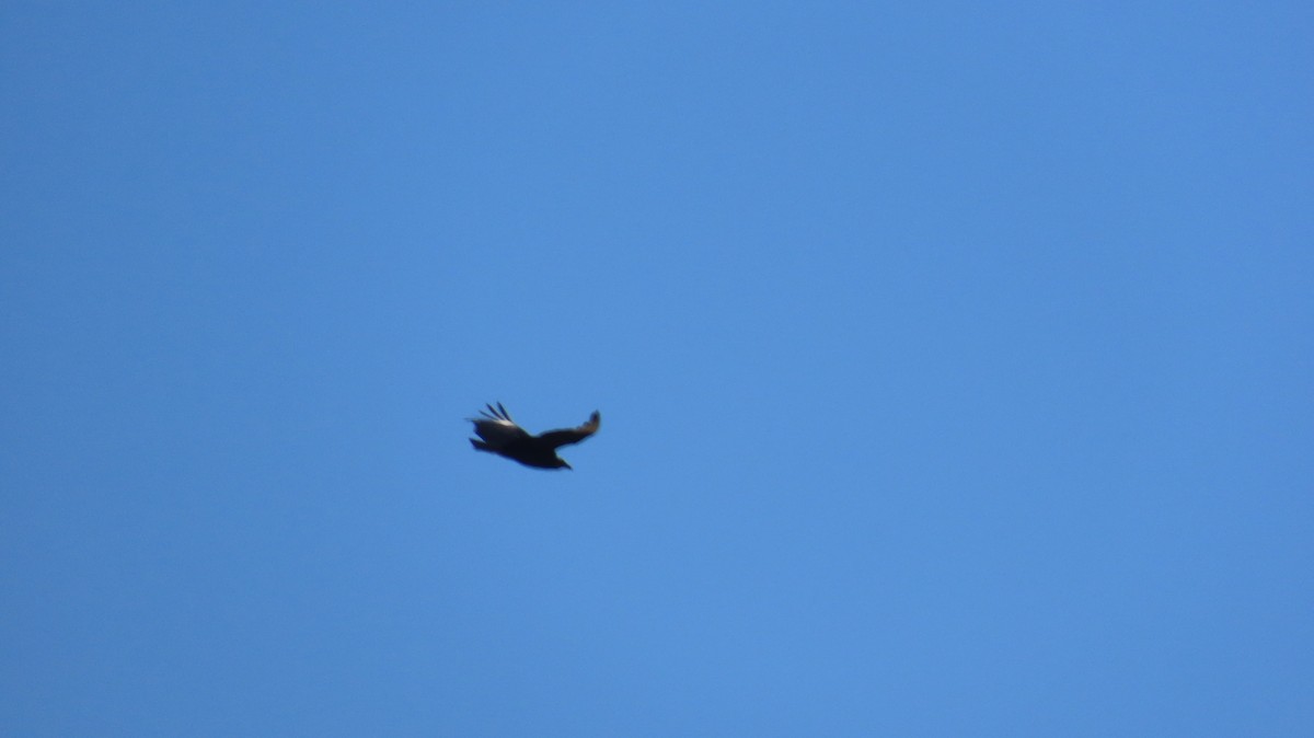 Black Vulture - ML634729293