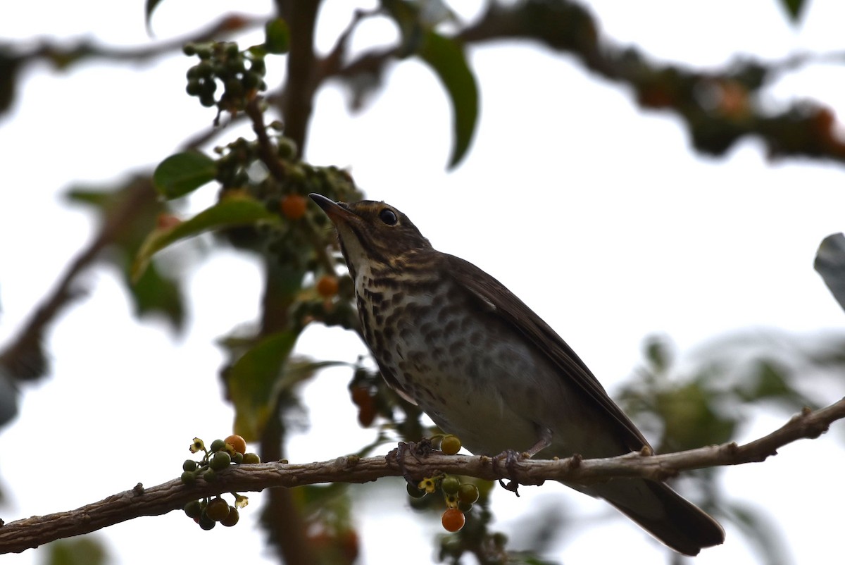 Swainson's Thrush - ML634729304