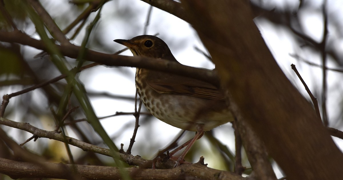 Swainson's Thrush - ML634729312