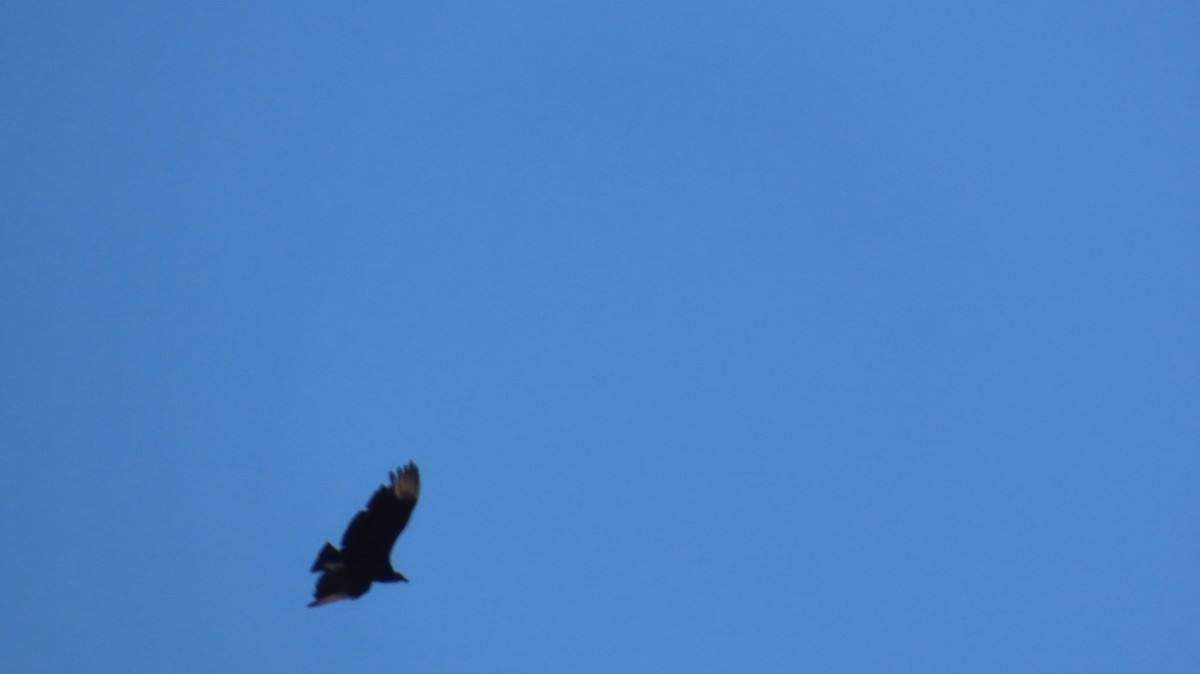 Black Vulture - ML634729320