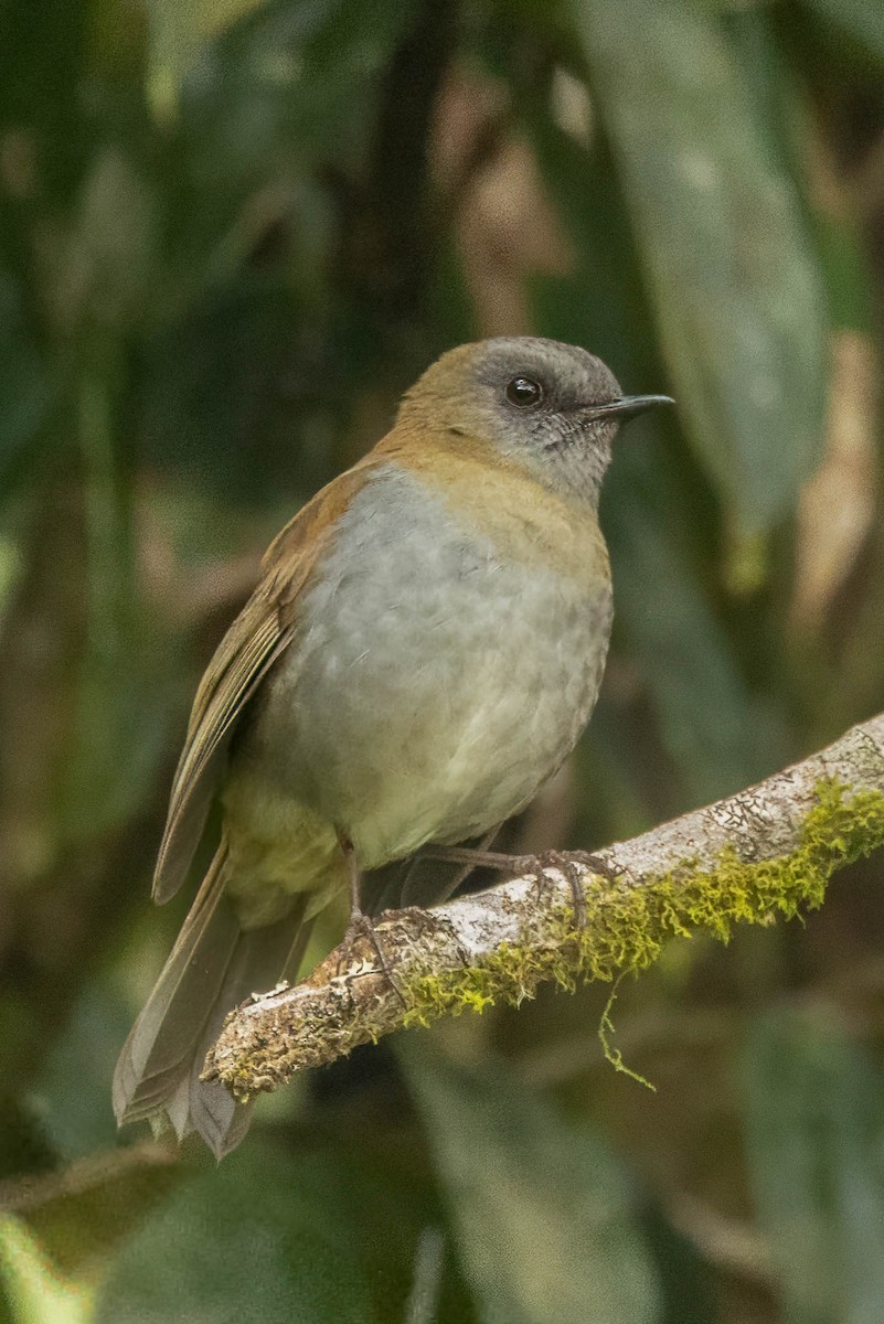 Black-billed Nightingale-Thrush - ML634729425