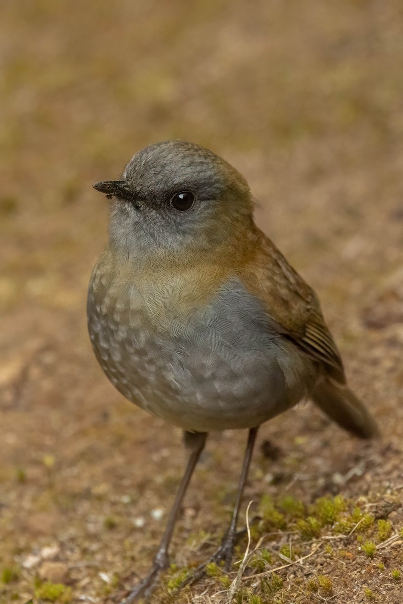 Black-billed Nightingale-Thrush - ML634729426