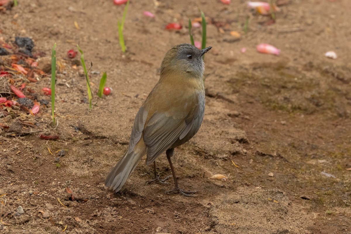 Black-billed Nightingale-Thrush - ML634729427