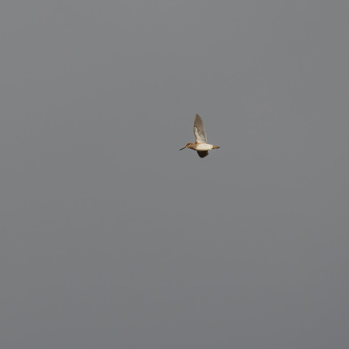 Jack Snipe - ML634729658