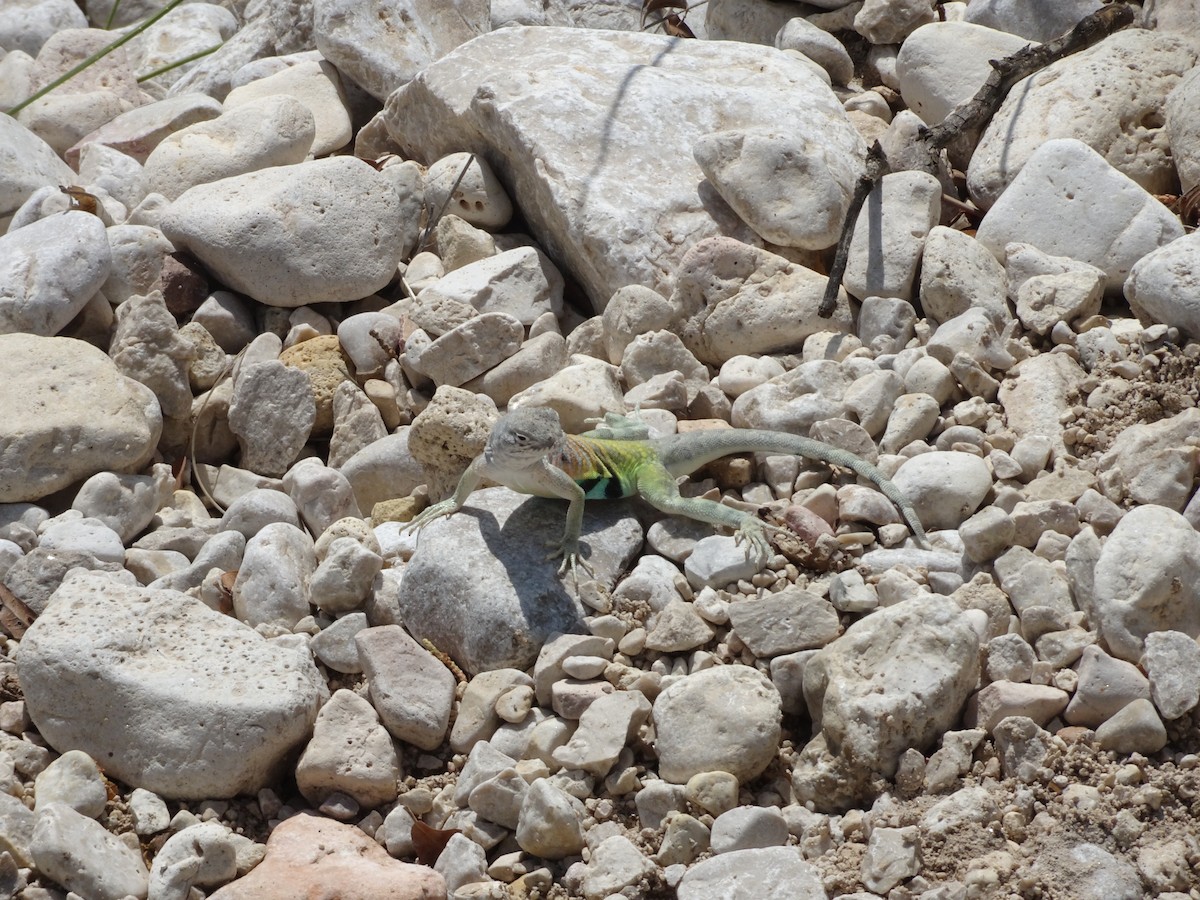 Greater Earless Lizard - ML634729659