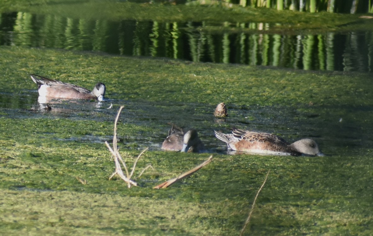 American Wigeon - ML634729662