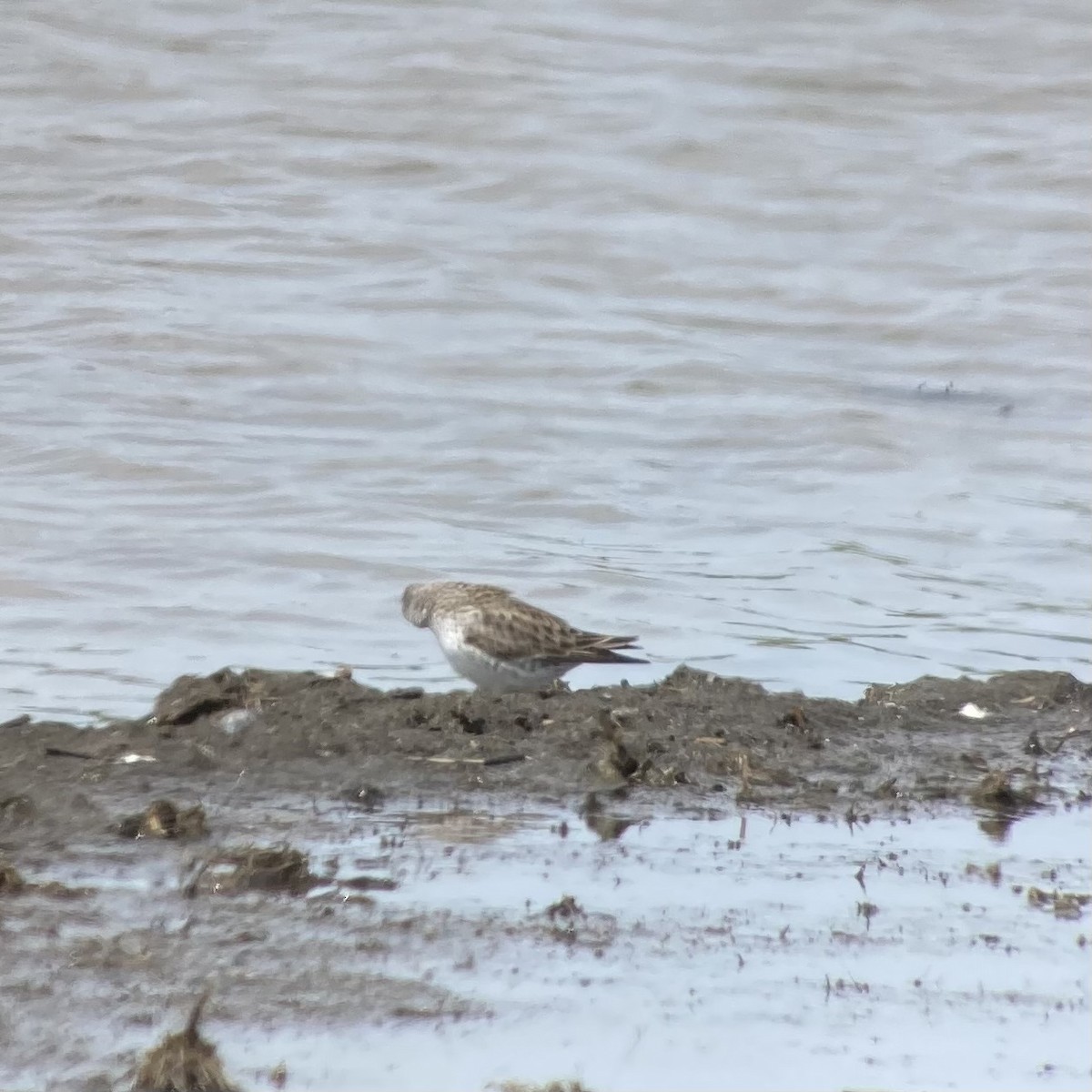 White-rumped Sandpiper - ML634729728