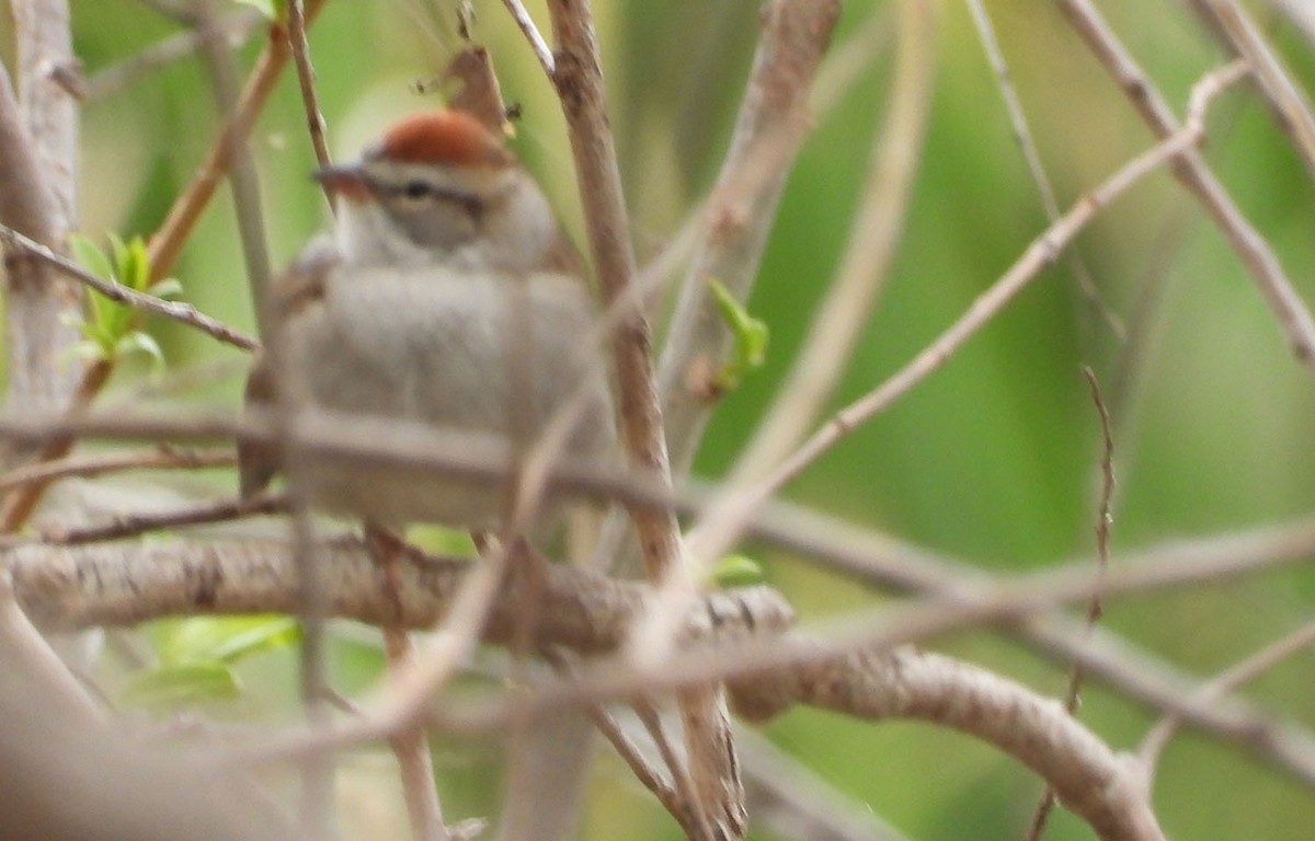 Chipping Sparrow - ML634729763