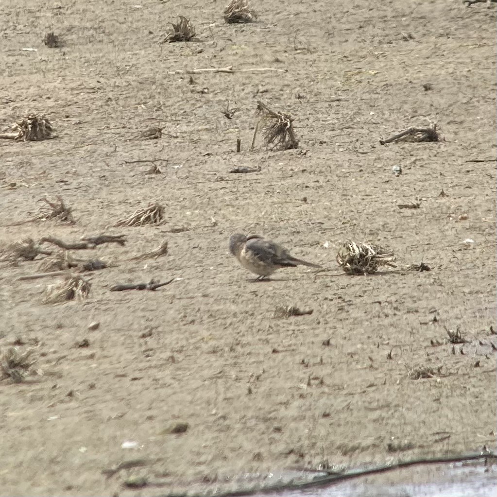 American Pipit - ML634729782