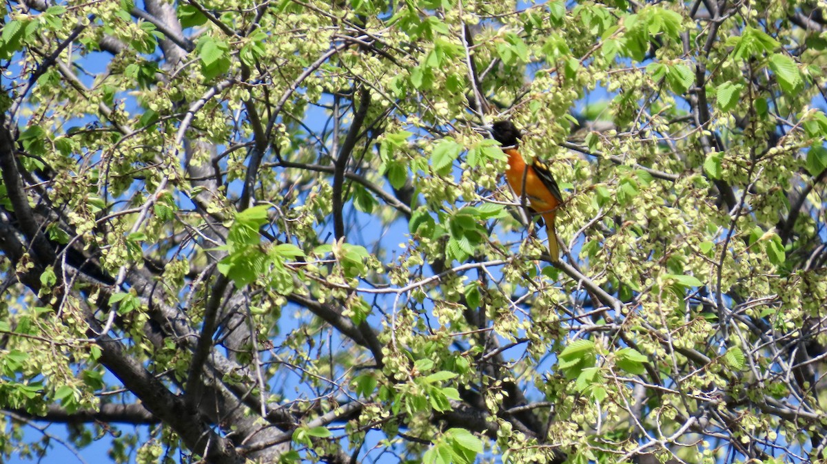 Oriole de Baltimore - ML634729805