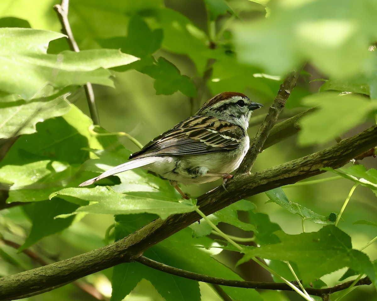 Chipping Sparrow - ML634729851