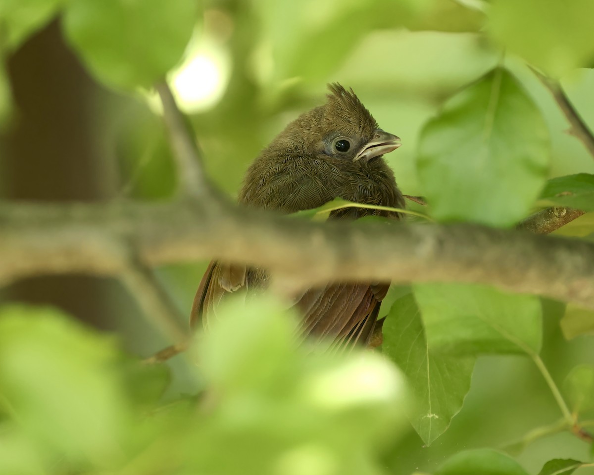 Northern Cardinal - ML634729856