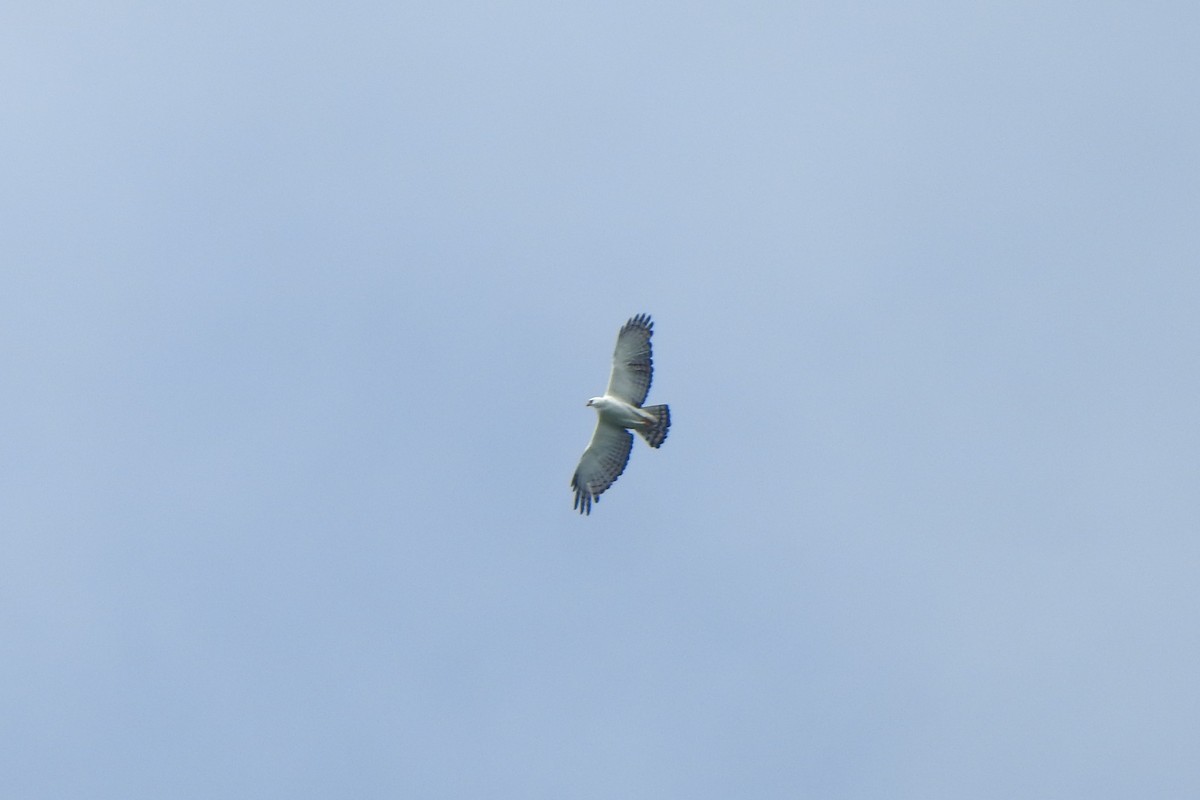 Black-and-white Hawk-Eagle - ML634729888