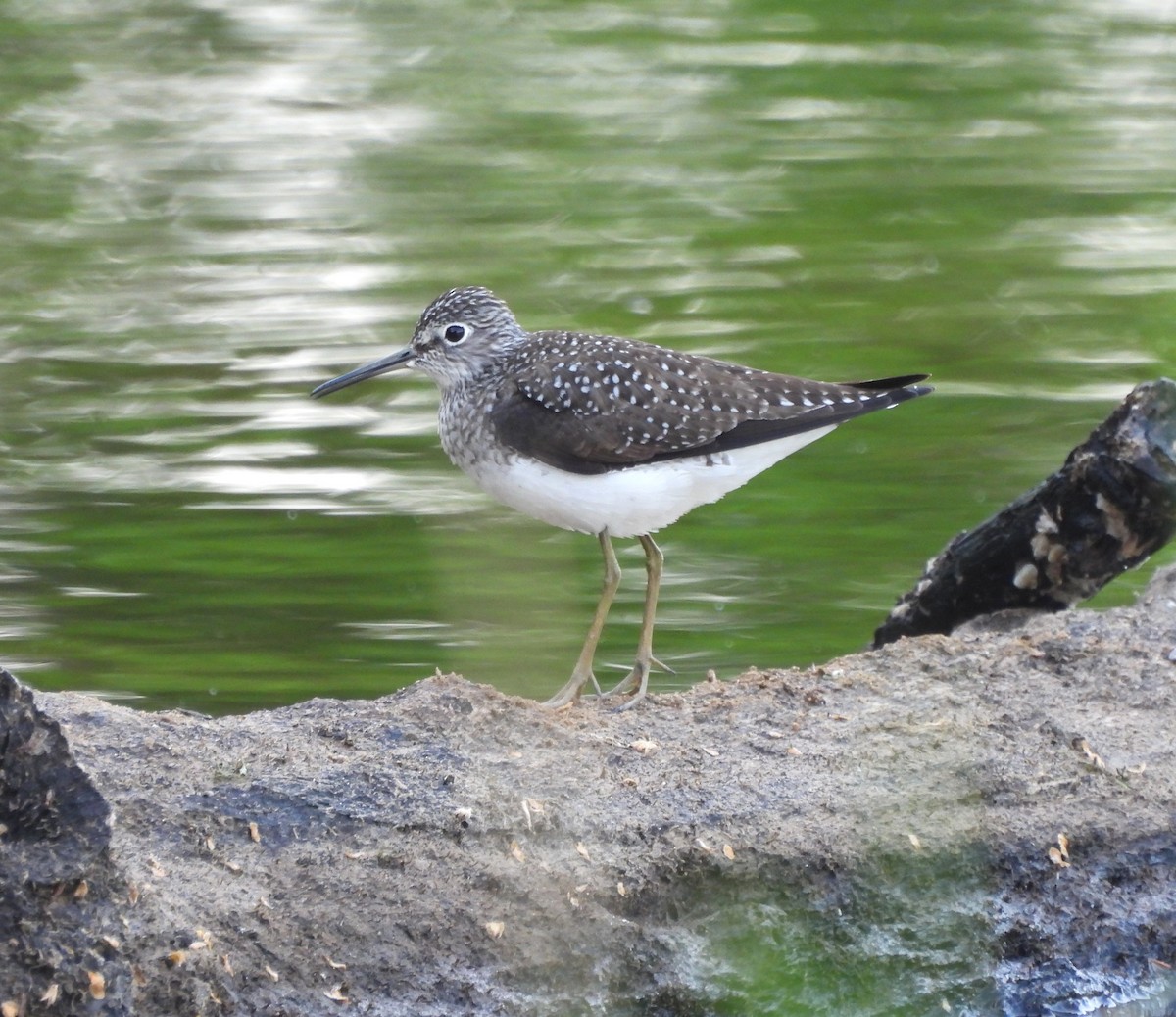 Solitary Sandpiper - ML634729912