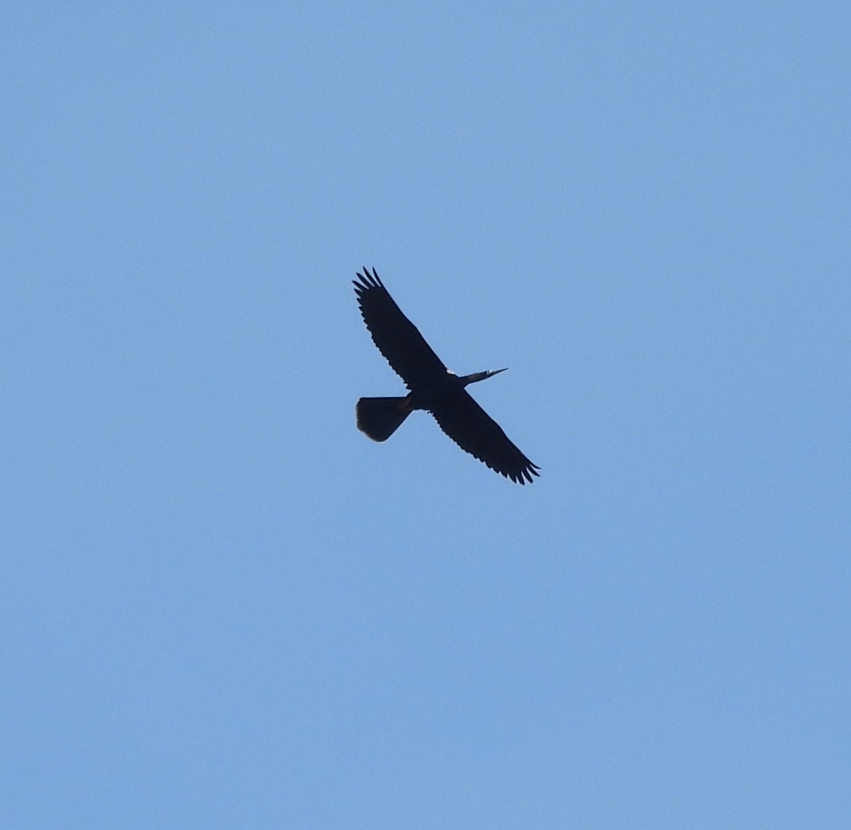 Anhinga - ML634729927