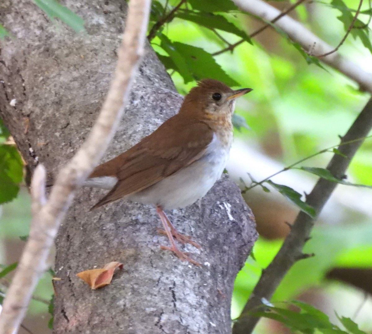 Veery - ML634729969