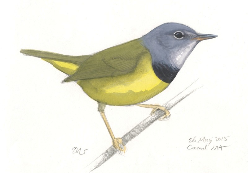 Mourning Warbler x Common Yellowthroat (hybrid) - ML634729972