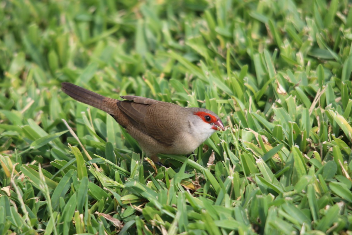 Common Waxbill - ML634729988