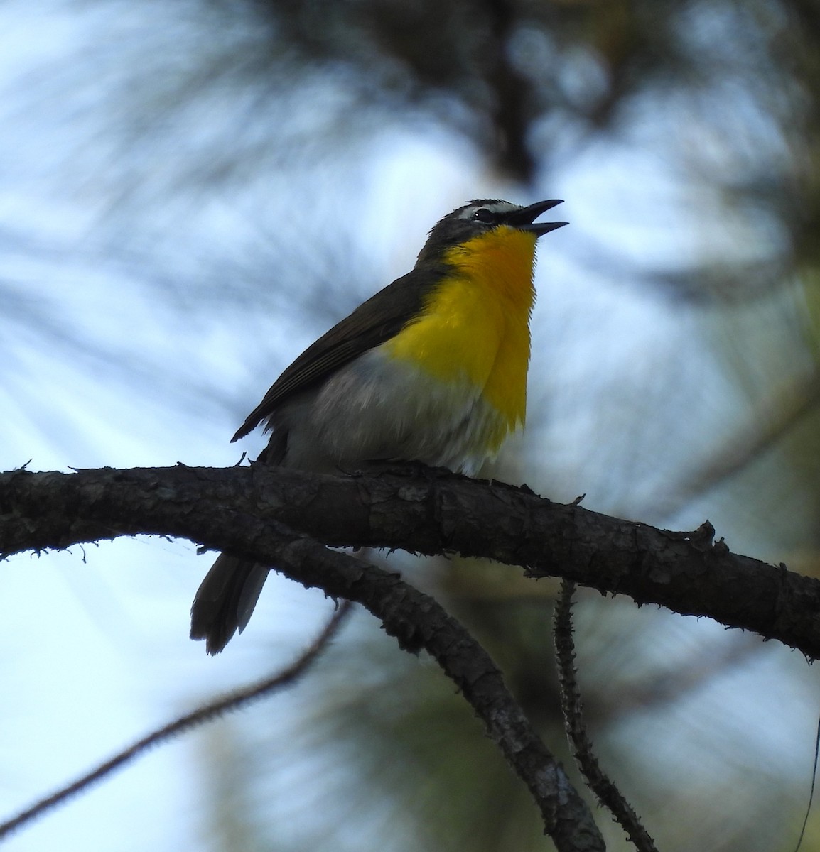 Yellow-breasted Chat - ML634729998