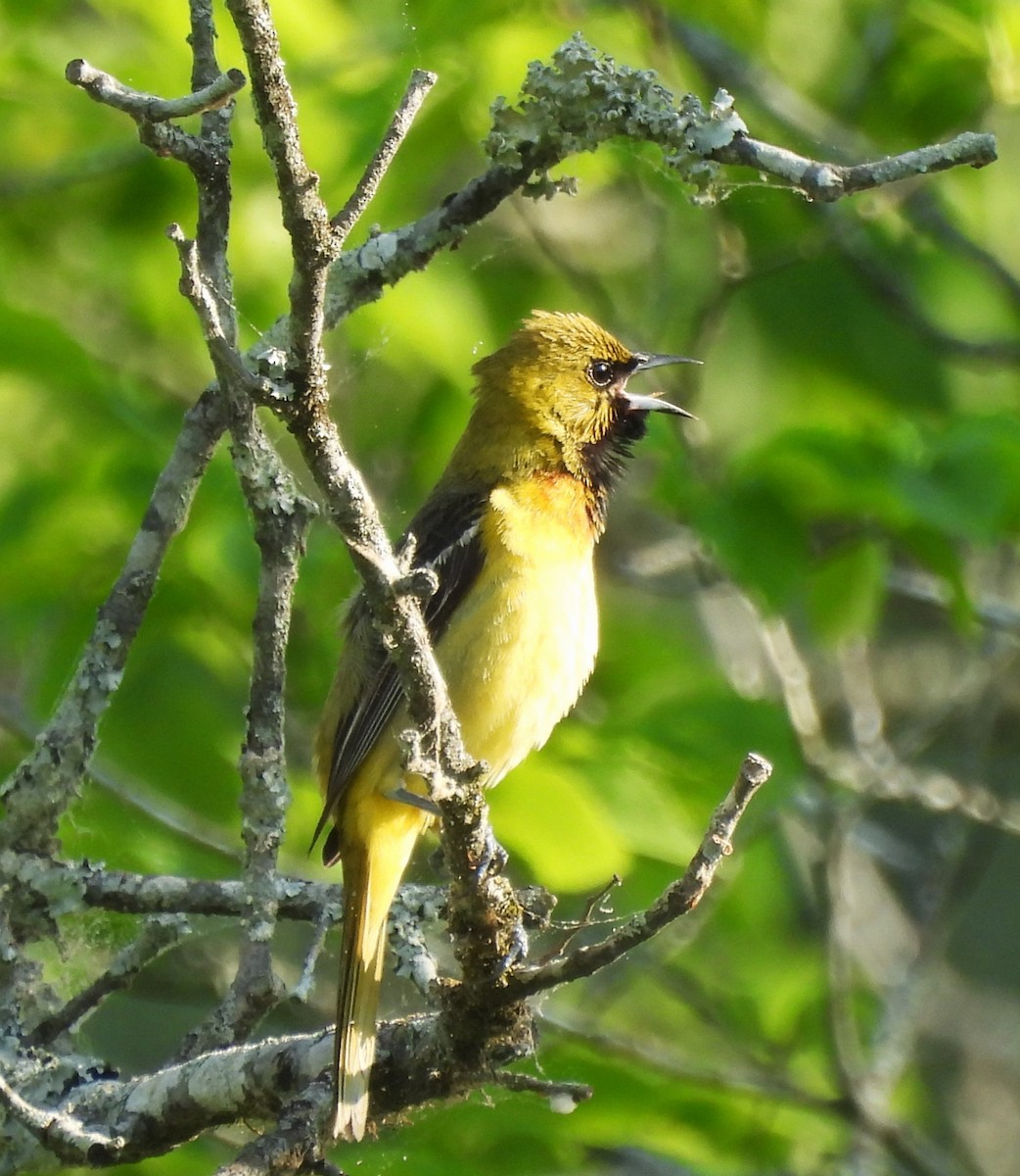Orchard Oriole - ML634730018