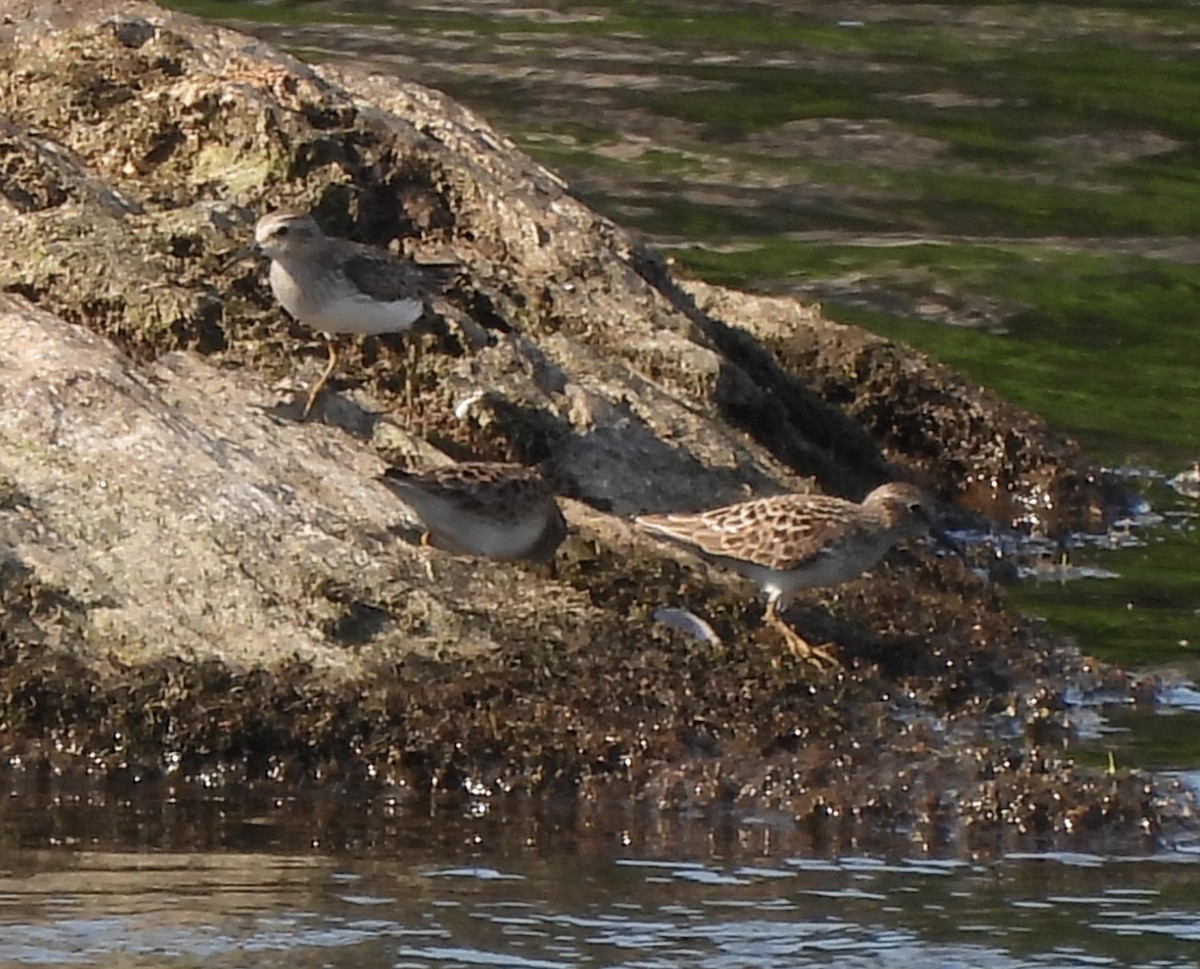 Least Sandpiper - ML634730038