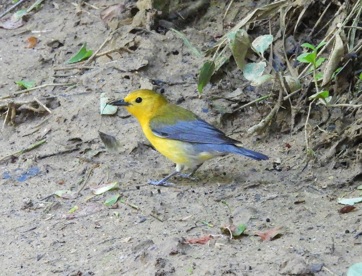 Prothonotary Warbler - ML634730064