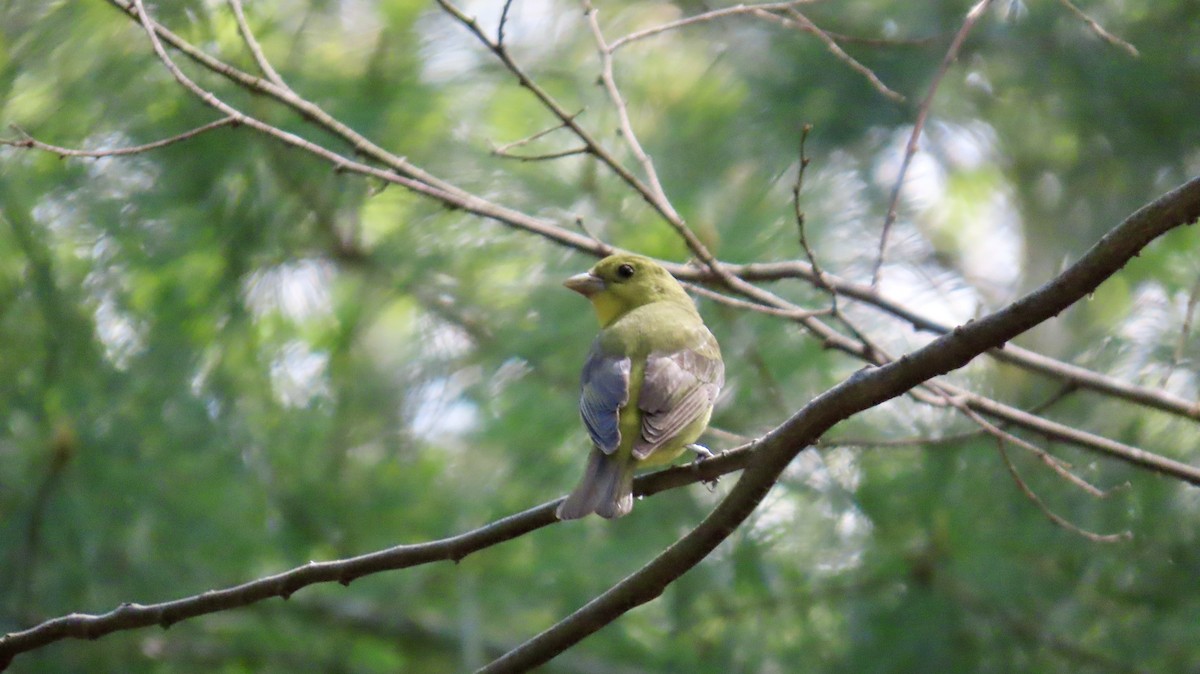 アカフウキンチョウ - ML634730168