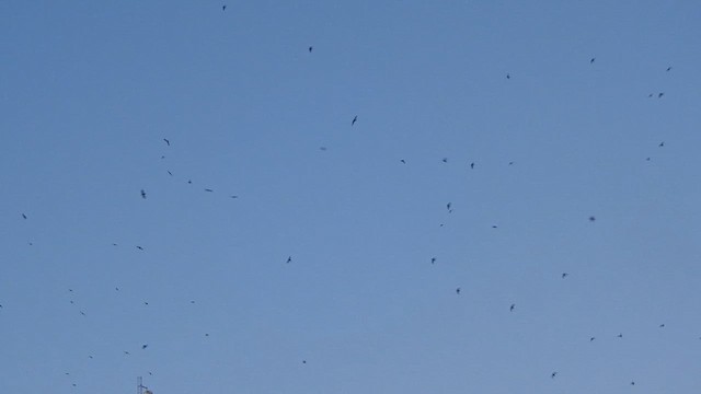 Gray-rumped Swift - ML634730307