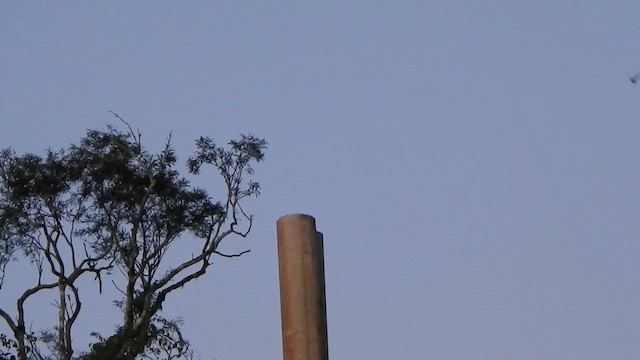 Gray-rumped Swift - ML634730315