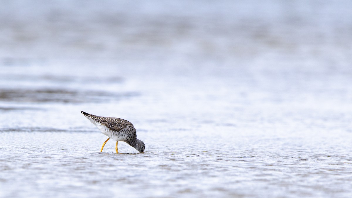 Greater Yellowlegs - ML634730339