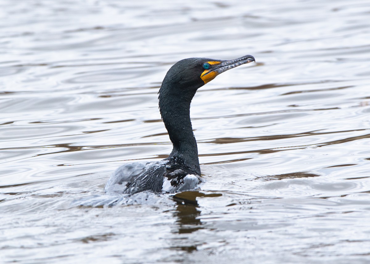 Double-crested Cormorant - ML634730349