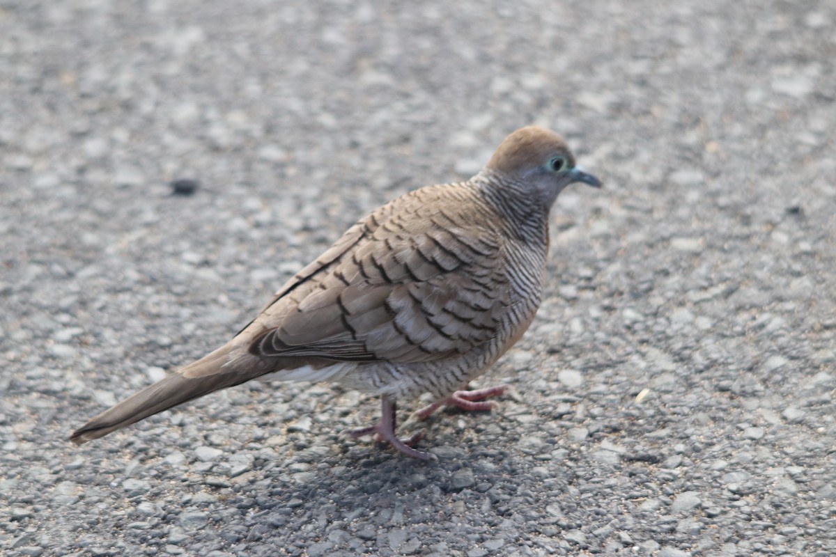 Zebra Dove - ML634730413