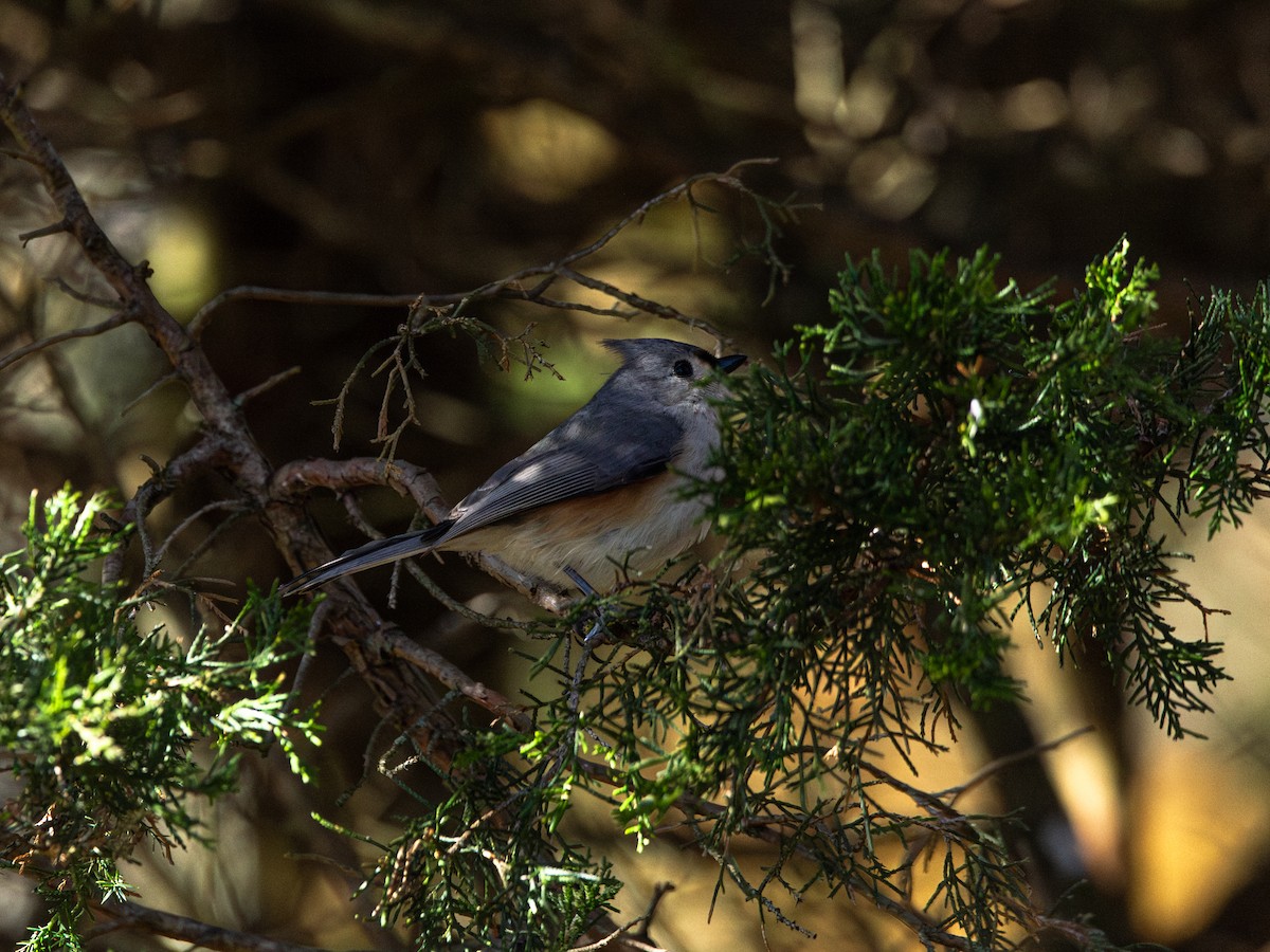 Tufted Titmouse - ML634730463