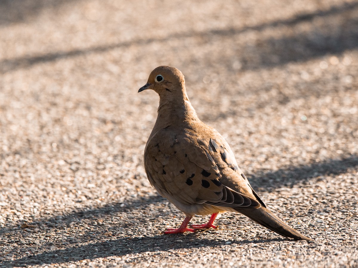 Mourning Dove - ML634730483