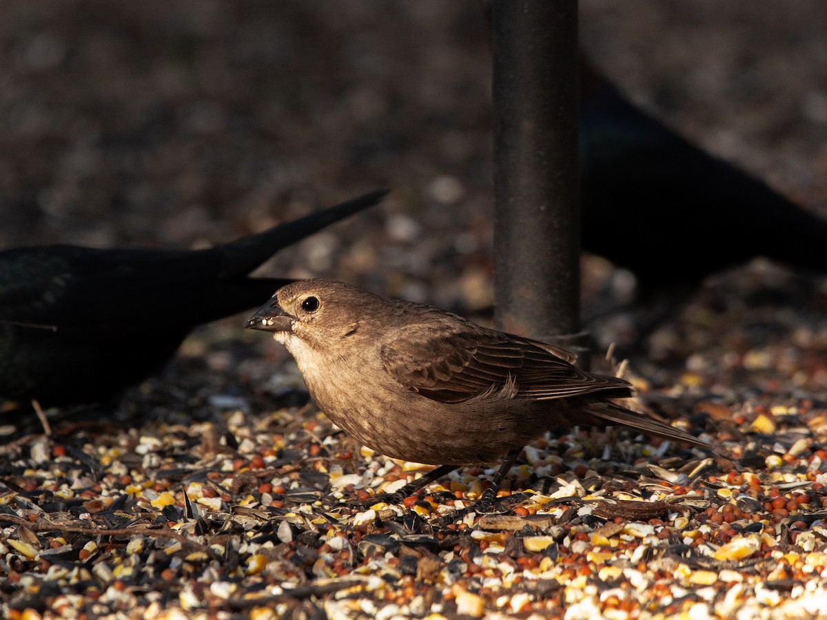 Brown-headed Cowbird - ML634730502