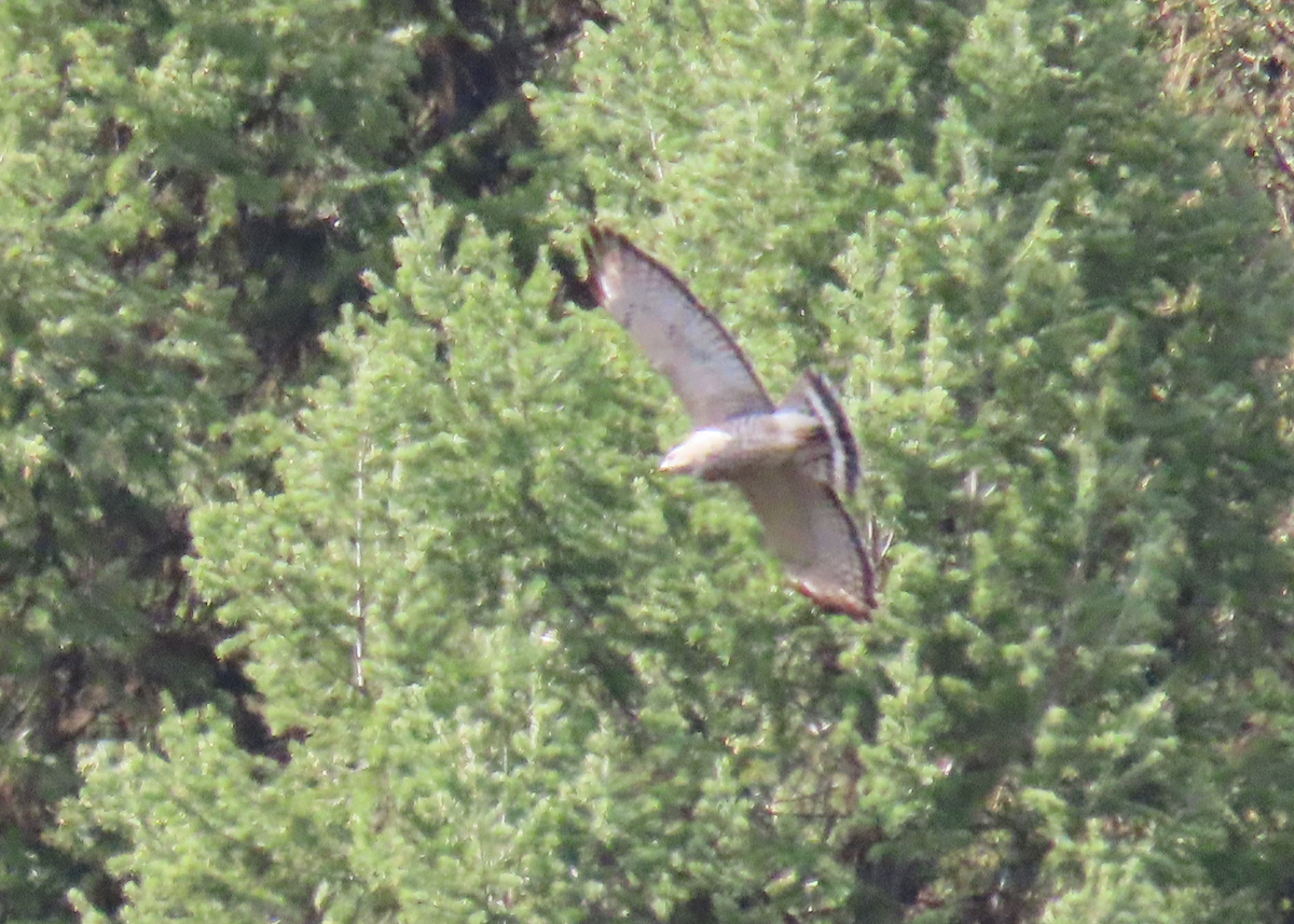 Broad-winged Hawk - ML634730540
