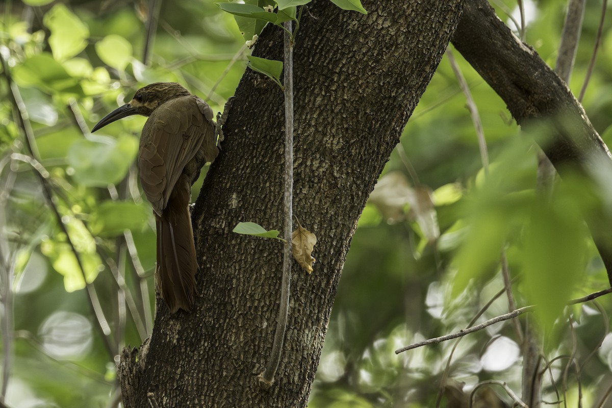 Moustached Woodcreeper - ML634730820