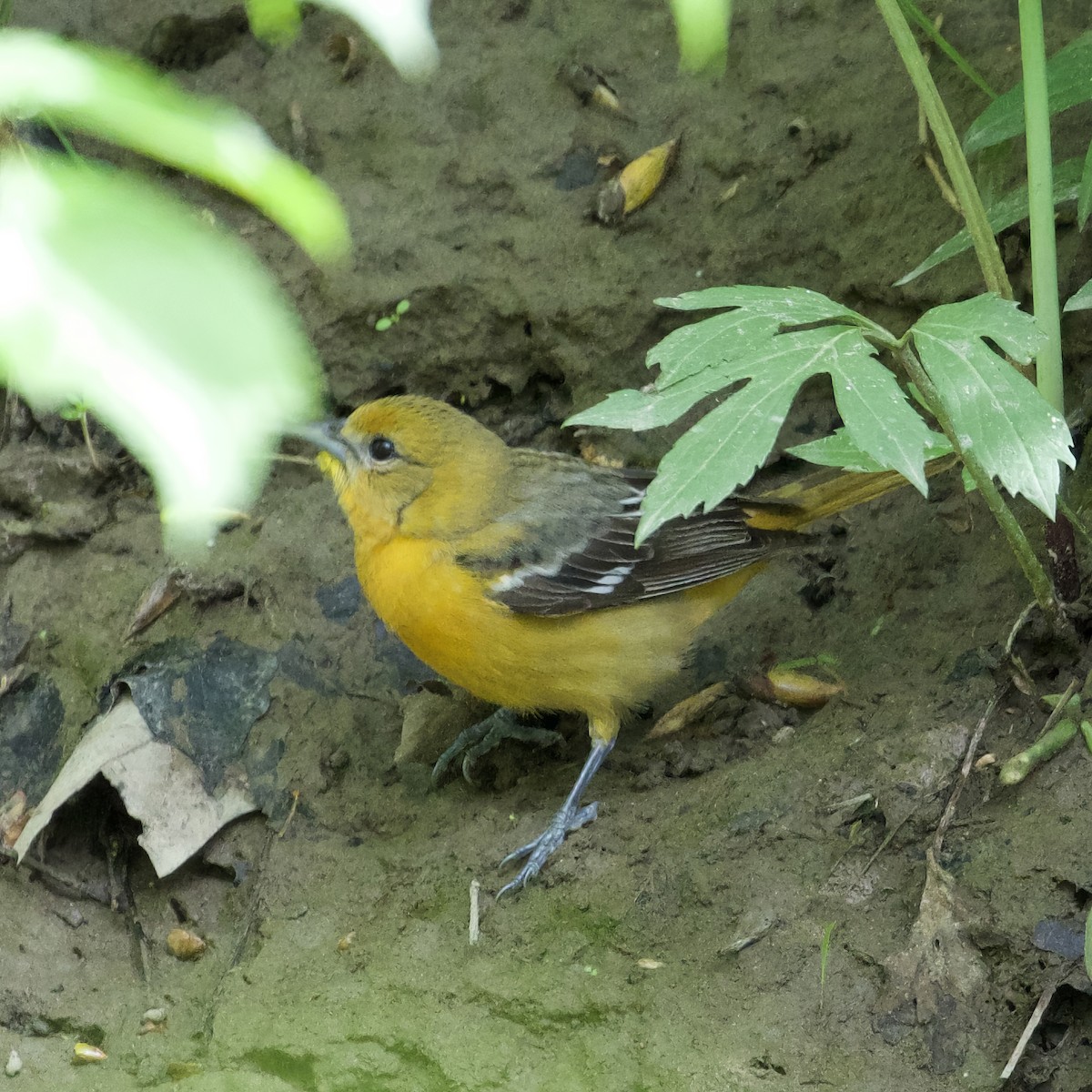 Baltimore Oriole - ML634730923