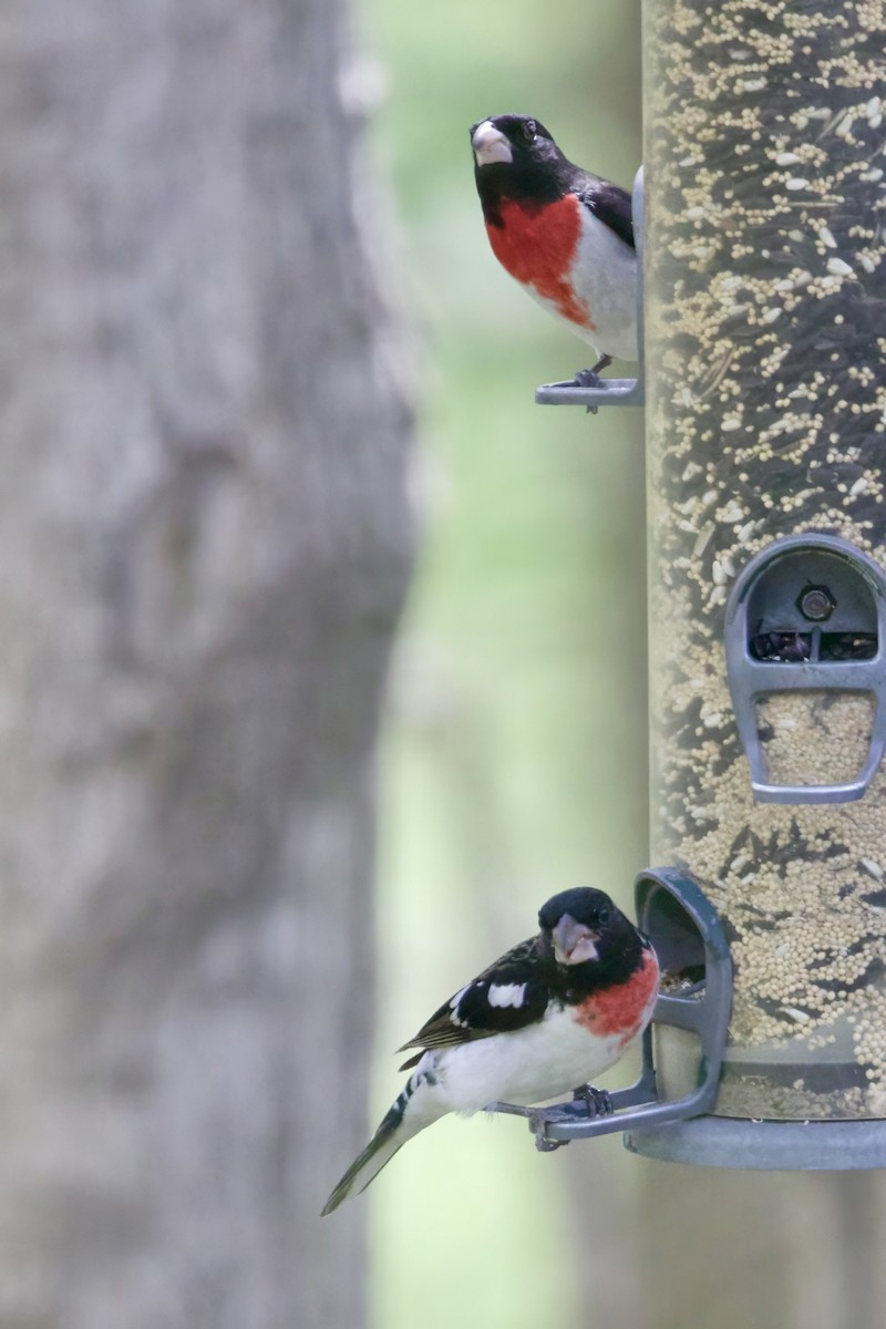 Rose-breasted Grosbeak - ML634730933