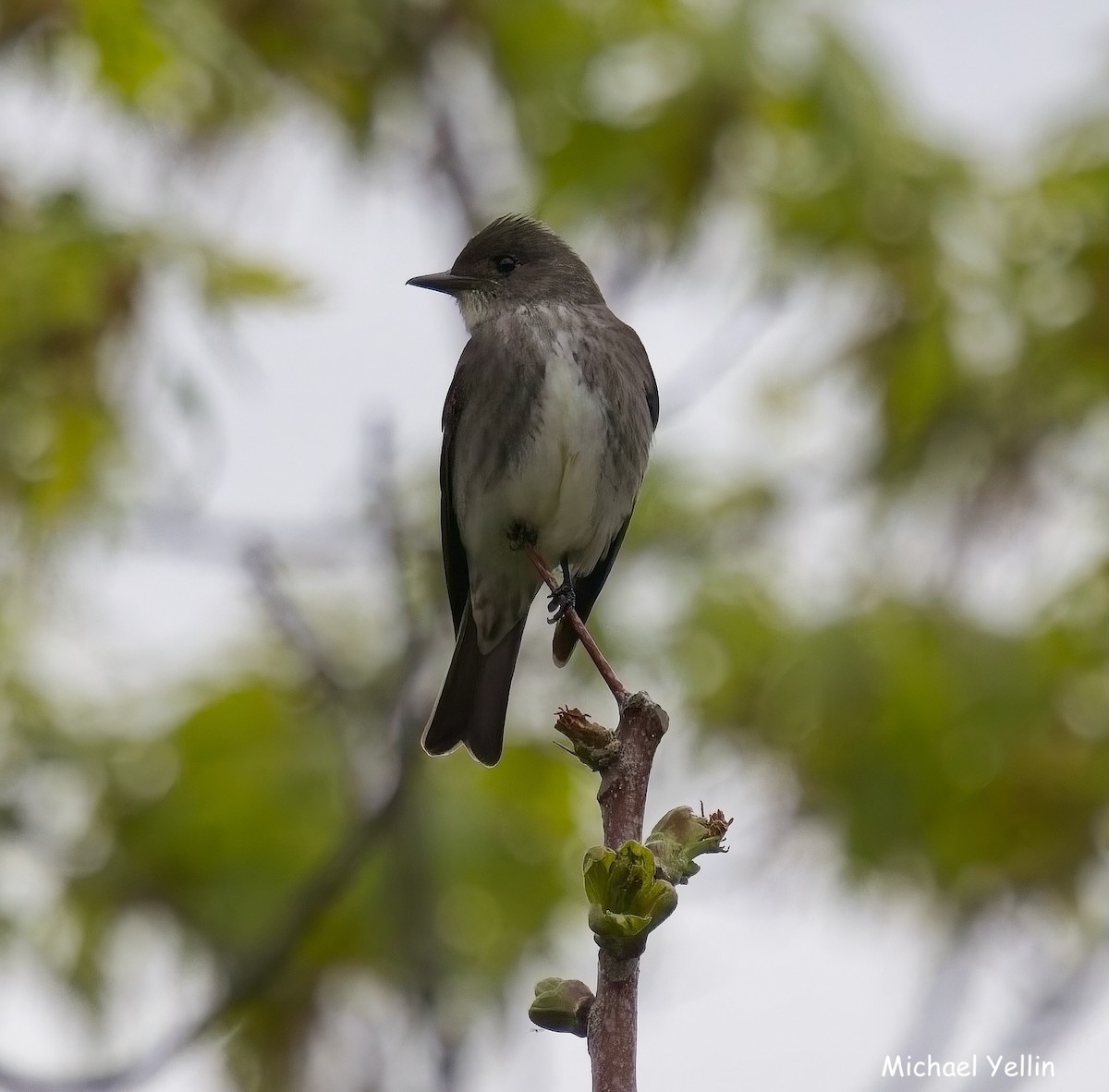 Olive-sided Flycatcher - ML634731068