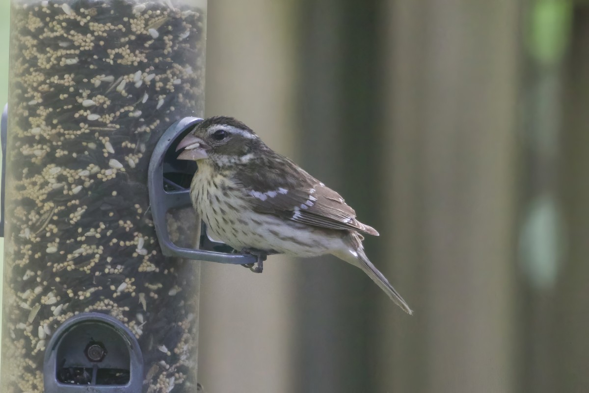Rose-breasted Grosbeak - ML634731090