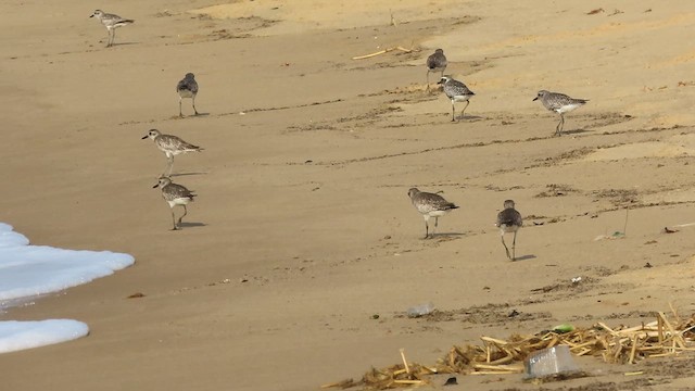 Black-bellied Plover - ML634731146