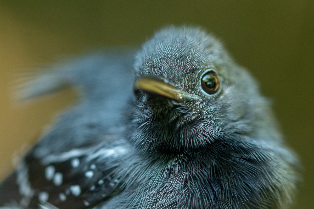 Gray Antwren - ML634731333