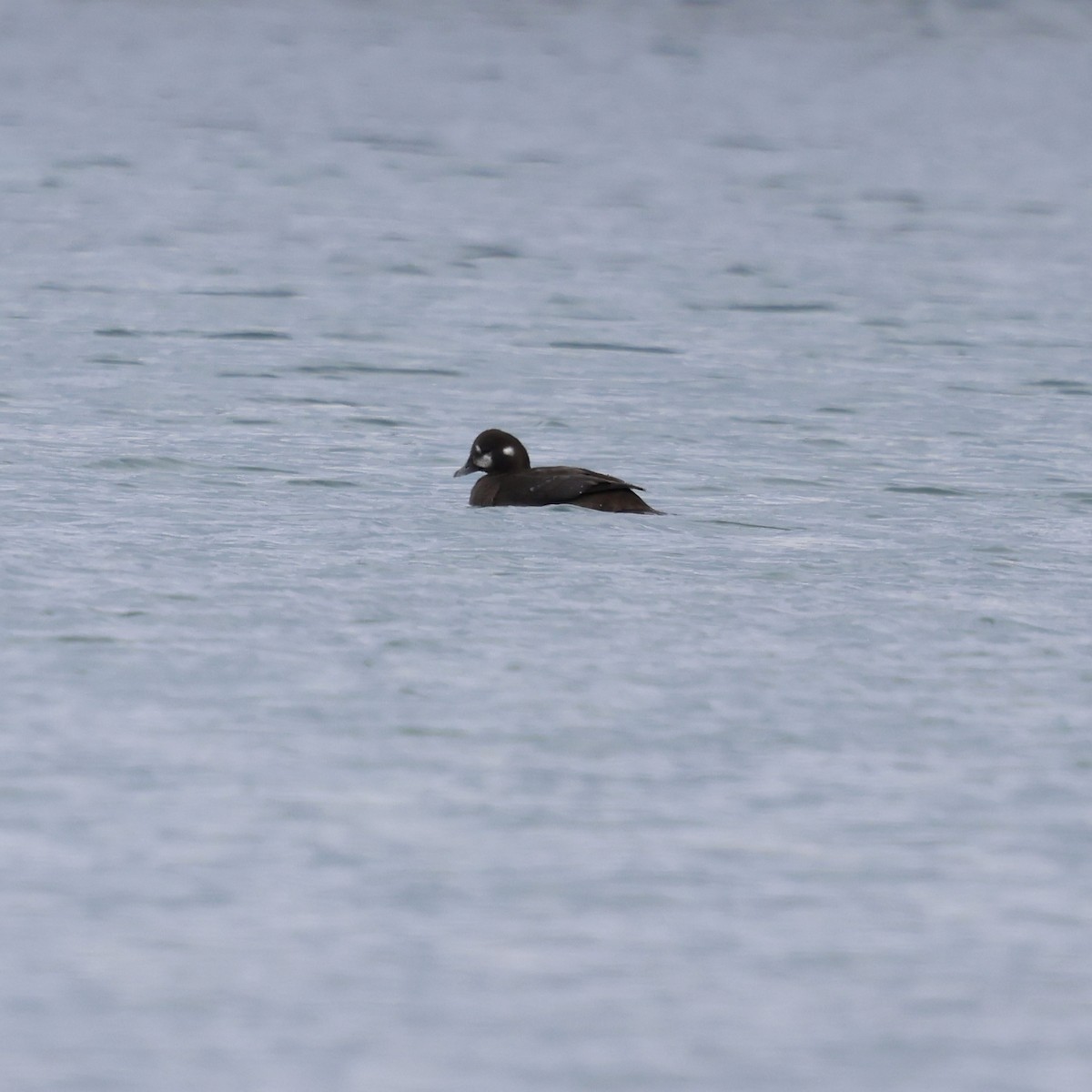 kačka strakatá - ML634731507