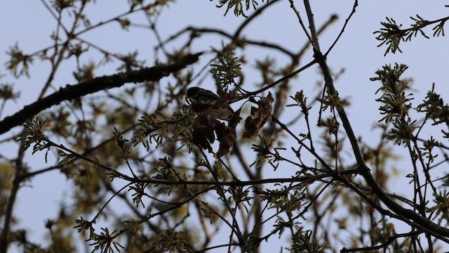 Cerulean Warbler - ML634731593