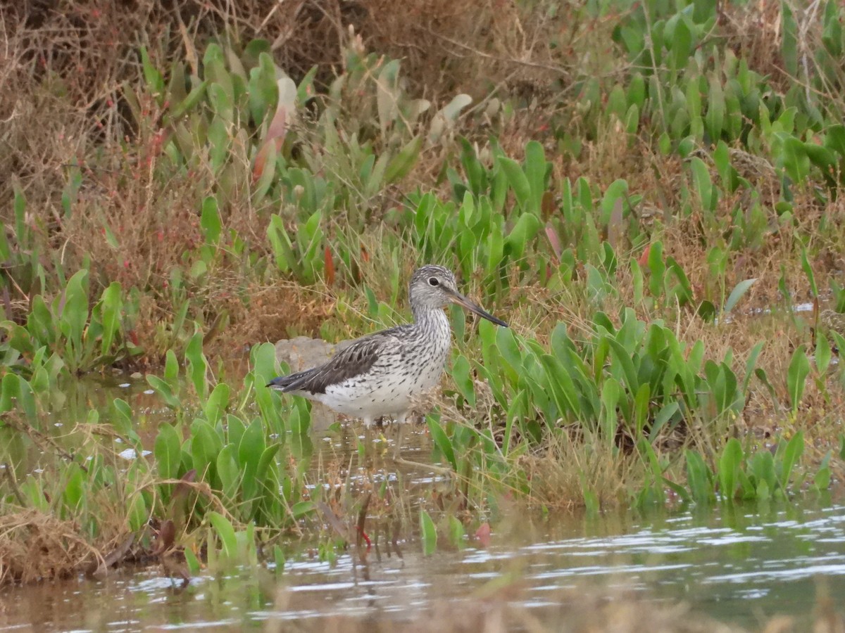 Common Greenshank - ML634731660