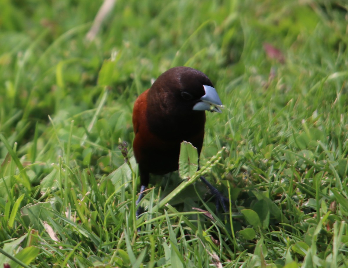 Chestnut Munia - ML634731695