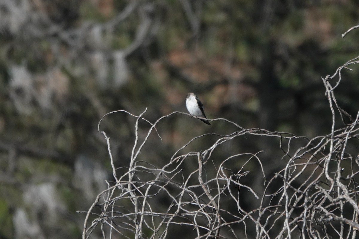 Violet-green Swallow - ML634731722