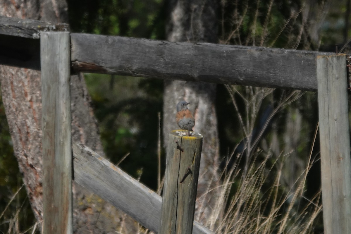 Western Bluebird - ML634731732