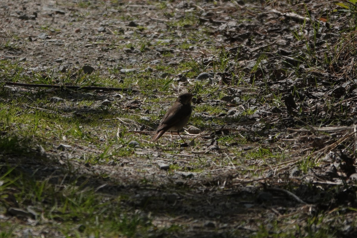 Hermit Thrush - ML634731755